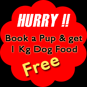 Dog Food Free