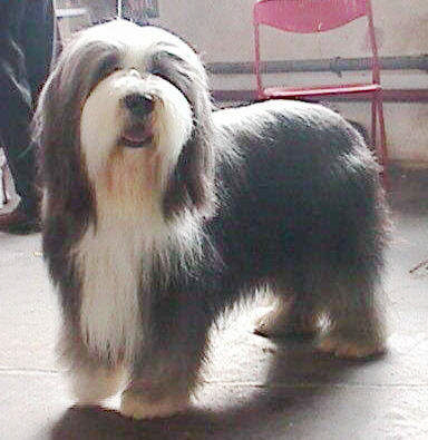 bearded collie front